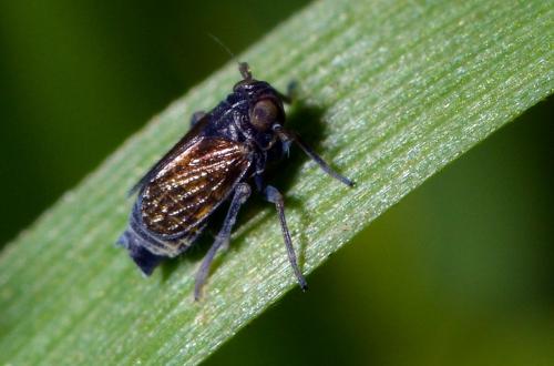 Javesella dubia