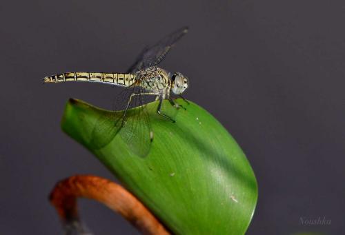 Brachythemis sp.