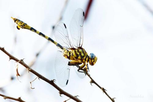 Ictinogomphus ferox