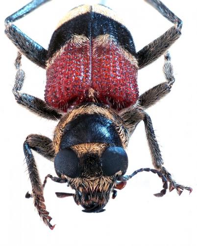 Réf. 219 023 : Clerus thanasimoides