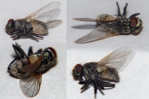 Réf. 219 049 : Musca domestica