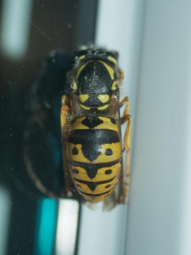 Vespula germanica