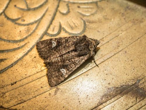 Dryobota labecula