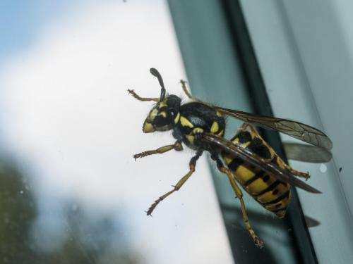 Vespula germanica
