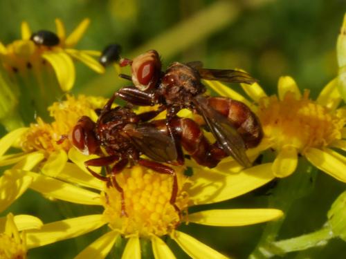 Réf. 219 616 : Sicus ferrugineus