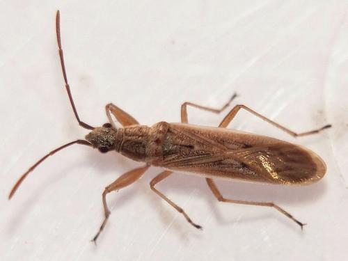 Réf. 219 319 : Paromius gracilis