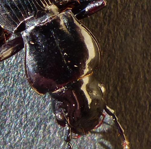 Réf. 219 256 : Pterostichus sp.