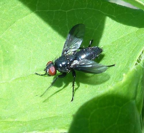 Réf. 219 572 : Nyctia halterata