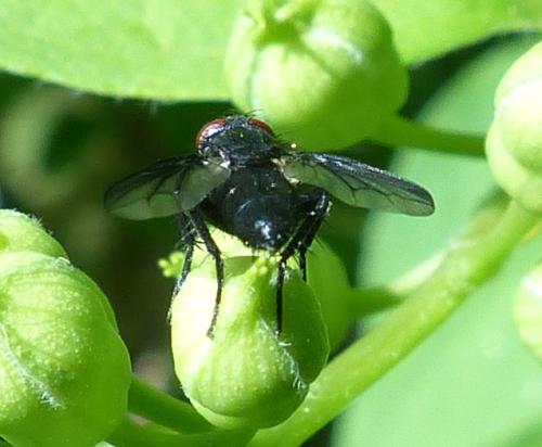 Nyctia halterata