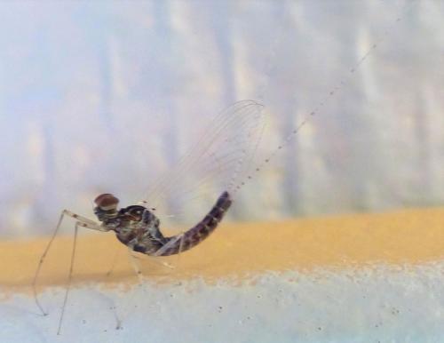 Cloeon dipterum