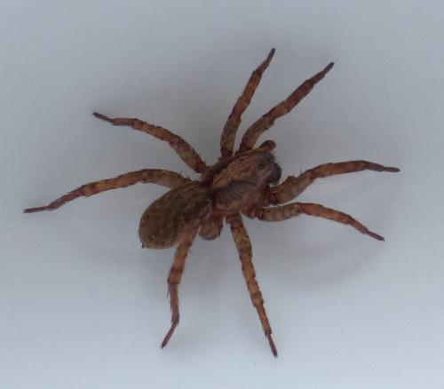 Trochosa sp.