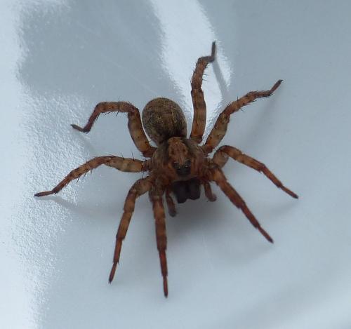Trochosa sp.