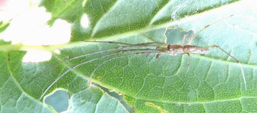 Tetragnatha sp.