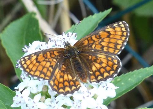 Réf. 219 383 : Melitaea sp.