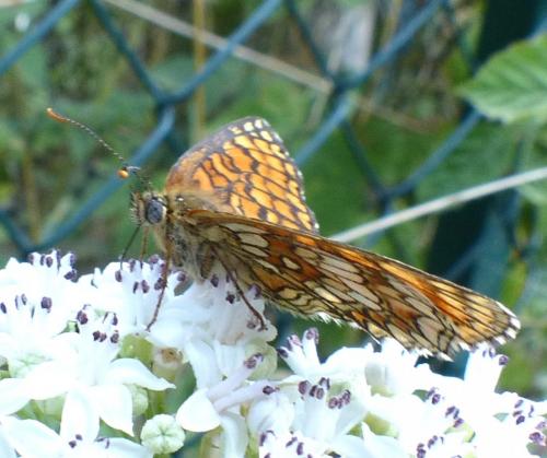 Melitaea sp.