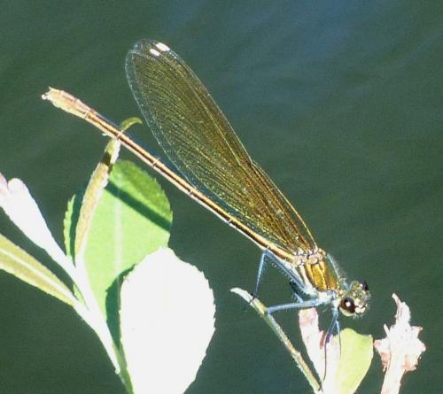 Calopteryx xanthostoma