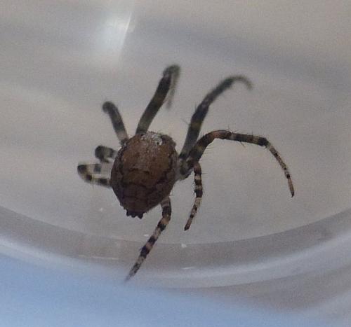 Zygiella x-notata