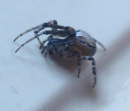 Zygiella x-notata