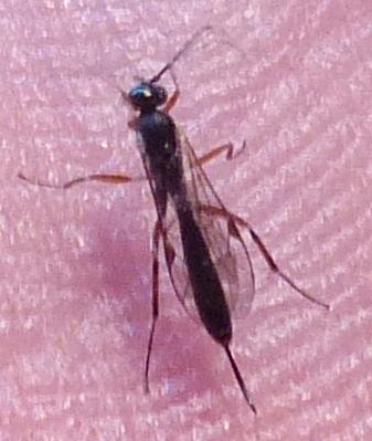 Réf. 219 424 : Campopleginae inconnu