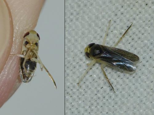 Réf. 219 257 : Sigara lateralis