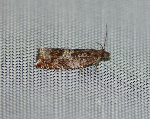 Réf. 219 437 : Ancylis achatana