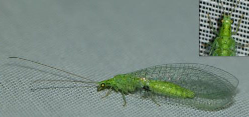 Apertochrysa prasina
