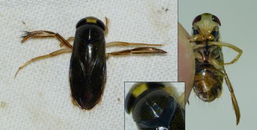 Corixa punctata