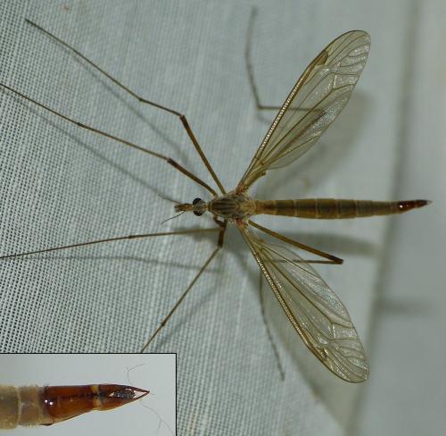 Tipula livida