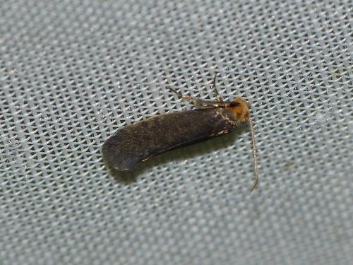 Cephimallota crassiflavella