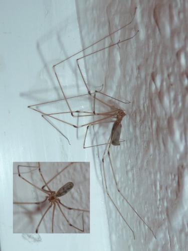 Pholcus phalangioides