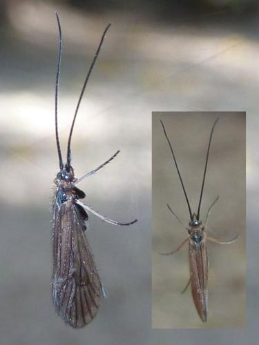 Réf. 219 780 : Enoicyla pusilla