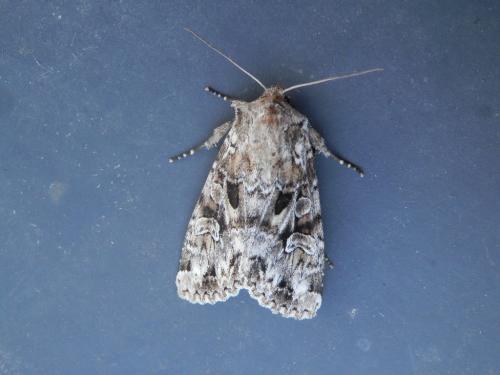 Réf. 219 021 : Pachetra sagittigera