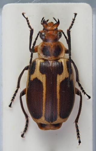 Lebistina picta