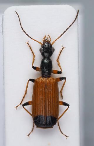 Odacantha sp.