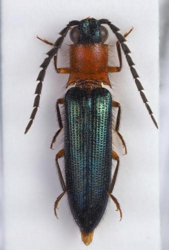 Propsephus insignis