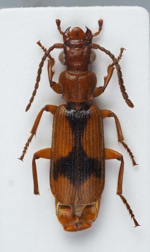 Réf. 219 428 : Macrocheilus sp.