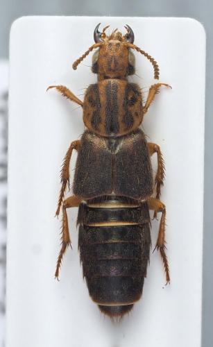 Platydracus pictus