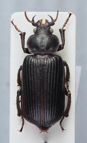 Réf. 219 356 : Orthogonius sp.