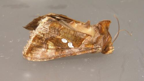 Réf. 219 474 : Chrysodeixis chalcites