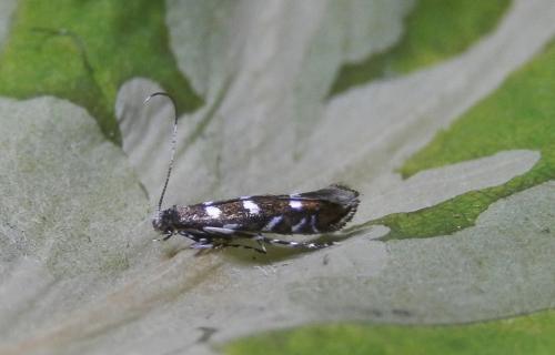 Réf. 219 419 : Parectopa robiniella