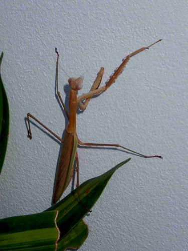 Réf. 219 462 : Tenodera sp.