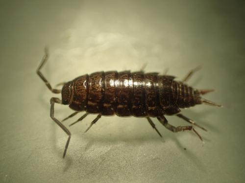 Réf. 219 602 : Porcellionides sexfasciatus