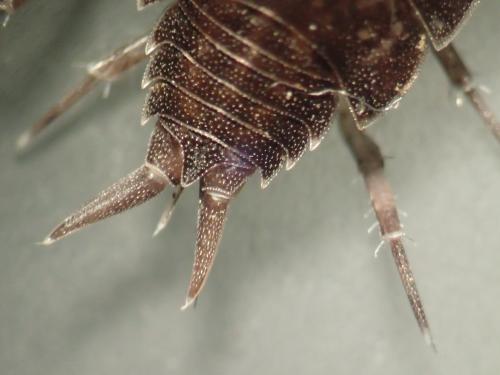 Réf. 219 604 : Porcellionides sexfasciatus