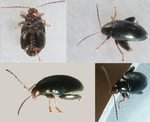 Réf. 219 320 : Psylliodes chrysocephala