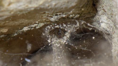 Tegenaria parietina