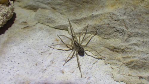 Tegenaria parietina