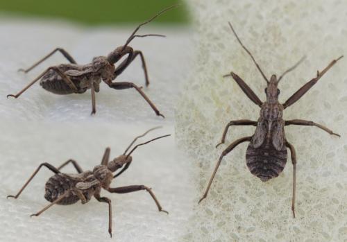 Réf. 219 215 : Rhynocoris erythropus