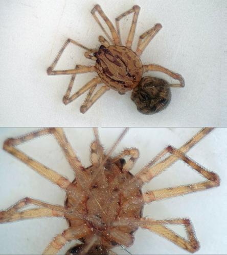 Réf. 219 475 : Scytodes thoracica