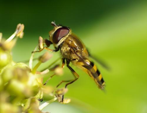 Réf. 219 238 : Syrphus torvus