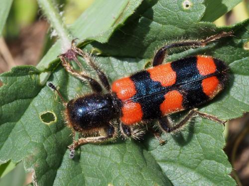 Réf. 219 773 : Trichodes crabroniformis